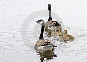 Canada Goose Goslings