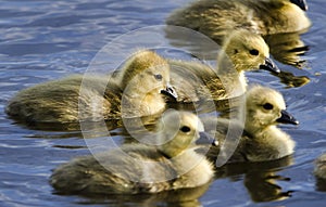 Canada Goose goslings swimming, Monroe Georgia USA