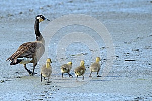 Canada Goose and Goslings