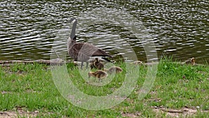 Canada Goose and Goslings at the Waters Edge