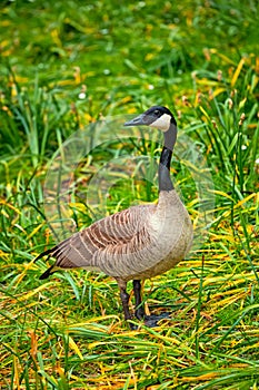 Canada goose on grass close up