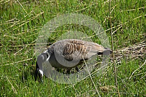 A Canada Goose Among Grass