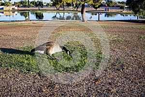 Canada goose grazes on a green patch of grass in Cortez Park, Phoeniz, AZ