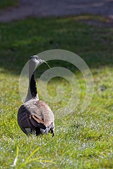 Canada goose in a green grass field