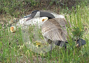 A Canada goose guards her goslings