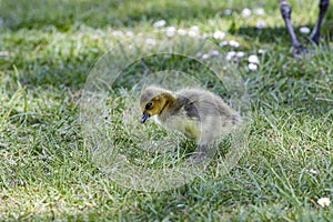 Canada Goose hatchlings in the grass