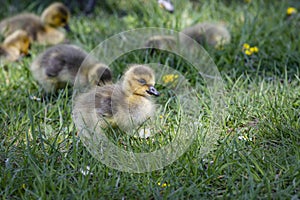 Canada Goose hatchlings in the grass close to the water Gota Kanal