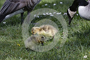 Canada Goose hatchlings in the grass close to the water Gota Kanal