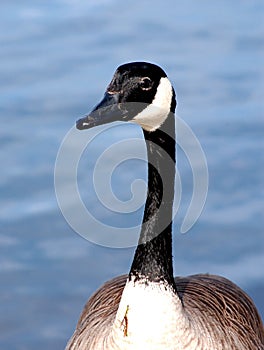 Canada goose head close-up