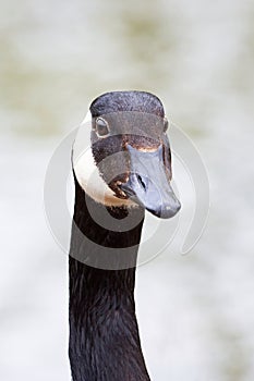 Canada Goose head close-up