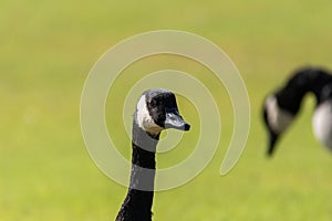 Canada Goose head closeup in green field