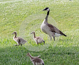 Canada Goose And Her Goslings