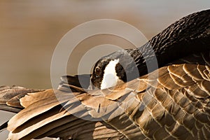 Canada Goose hiding head