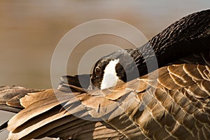 Canada Goose hiding head photo