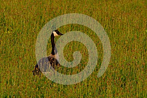 Canada goose hiding in high grass