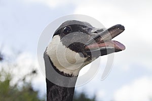 Canada Goose hissing mouth open