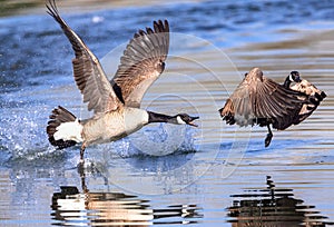 A Canada Goose in hot pursuit of another goose won\'t let up