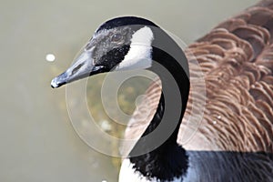 Canada Goose in the Hudson River