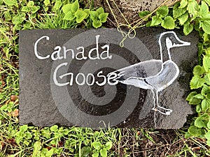 Canada Goose Illustrated and Written Stone Slate Sign