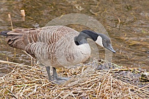 Canada goose standing on its nest in the marsh