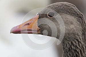 Canada Goose, Lake District, UK