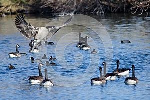 Canada Goose Landing Among Friends on the Blue Pond Water