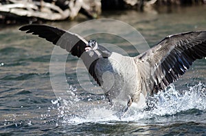 Canada Goose Landing on the River Water