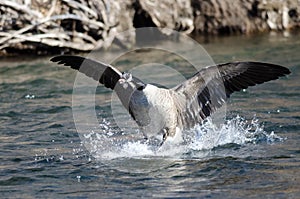 Canada Goose Landing on the River Water