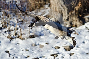 Canada Goose Landing on the Snowy Winter River