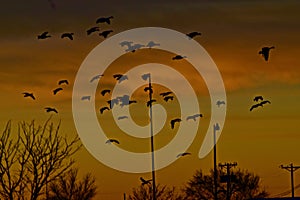 Canada goose Landing on South East City Park Public Fishing Lake, Winter of 2022.