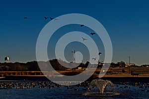 Canada goose Landing on South East City Park Public Fishing Lake, Winter of 2022.