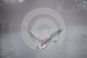 Canada goose landing in thick fog