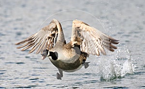 Canada Goose landing in water