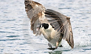 Canada Goose landing in water