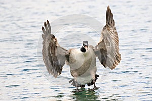 Canada Goose landing in water