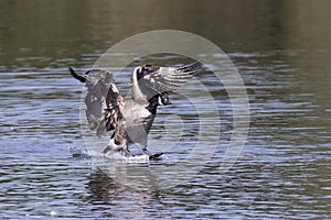 Canada goose landing on water