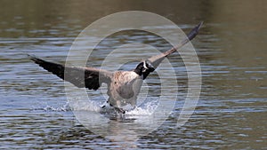 Canada goose landing on water