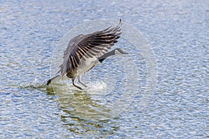 Canada Goose Landing On Water