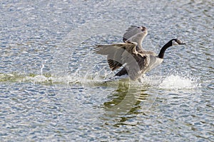 Canada Goose Landing On Water