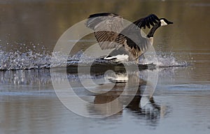 Canada Goose landing with water trail splashes
