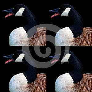 Canada goose is a large wild goose species with a black head and neck,