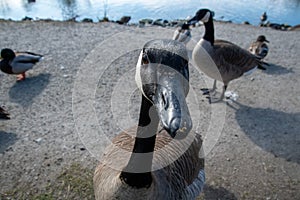 A Canada goose looking into the camera lens.
