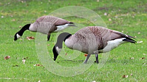 canada goose on a meadow 4k 30fps video