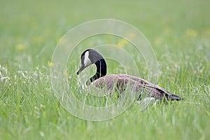 Canada Goose in a Meadow