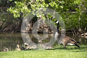 Canada goose mother is alert with her baby goslings at a lake in Colorado