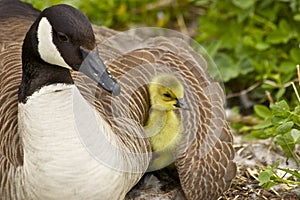 Canada Goose Mother and Gosling