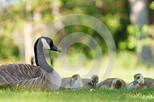 Canada goose mother and gosling resting at lakeside