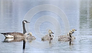 Canada Goose mother with goslings on blue pond, Walton County Georgia