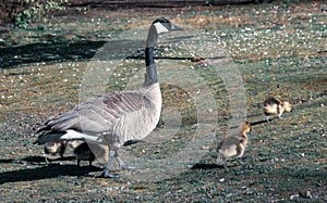 Canada goose mother looking after goslings