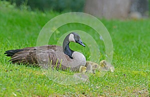 Canada Goose mother sitting with babies.